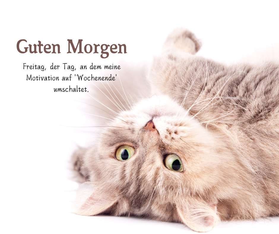 Entspannter grauer Kater liegt auf dem Rücken und schaut in die Kamera, ein Bild, das Humor und Entspannung für 'Freitag Sprüche Lustig und kostenlos für dich' verkörpert.