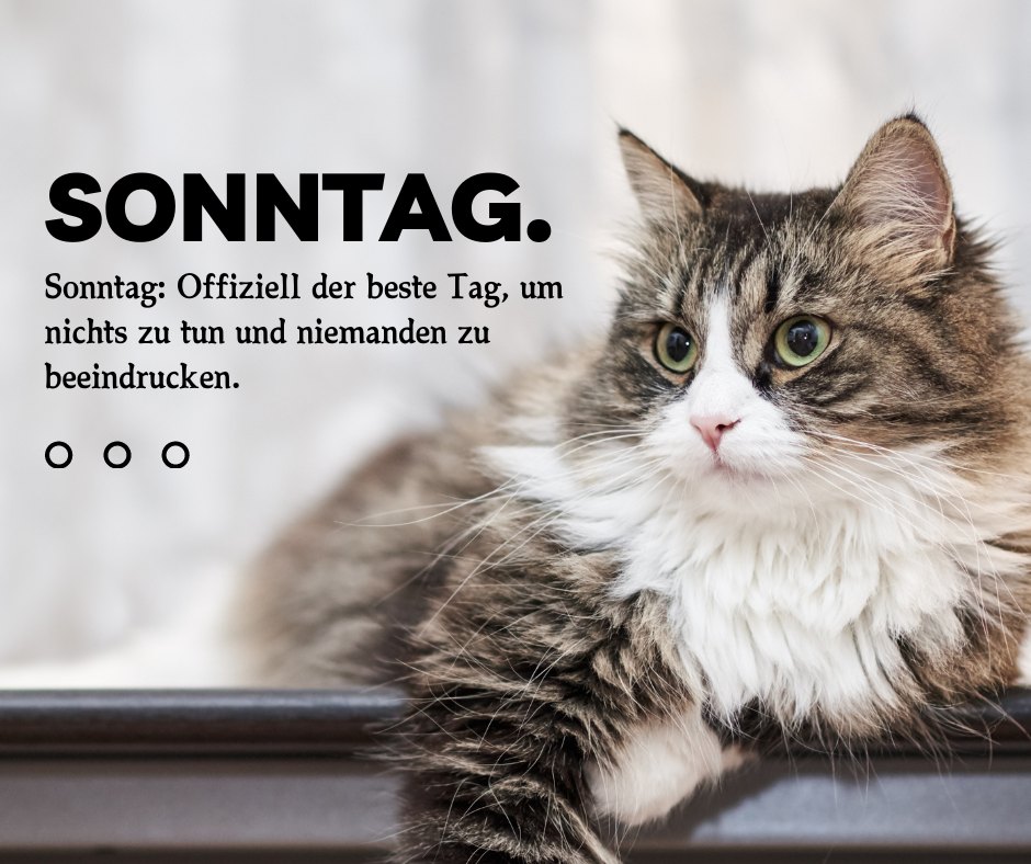 Ein Foto zeigt eine majestätische, langhaarige Katze mit grünen Augen vor einem unscharfen Hintergrund. Über dem Bild steht in großen Buchstaben "SONNTAG." und darunter der Text "Sonntag: Offiziell der beste Tag, um nichts zu tun und niemanden zu beeindrucken." Dieses Bild kombiniert den entspannten Charakter des Sonntags mit einem Hauch von Humor, perfekt für Lustige Sonntagssprüche.