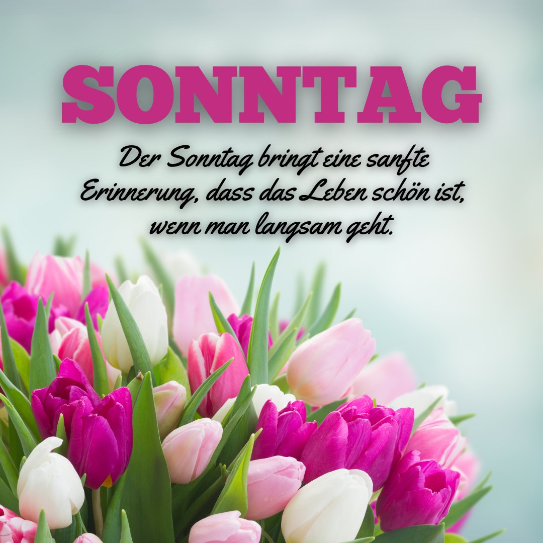 Ein Bild von leuchtenden Tulpen in Rosa- und Weißtönen mit einem unscharfen, hellgrünen Hintergrund. Darüber steht in kräftigen rosa Buchstaben "SONNTAG" und ein Zitat: "Der Sonntag bringt eine sanfte Erinnerung, dass das Leben schön ist, wenn man langsam geht." Dieses Bild ist perfekt geeignet für schöne Sonntagssprüche, die einen friedvollen Tag einläuten.