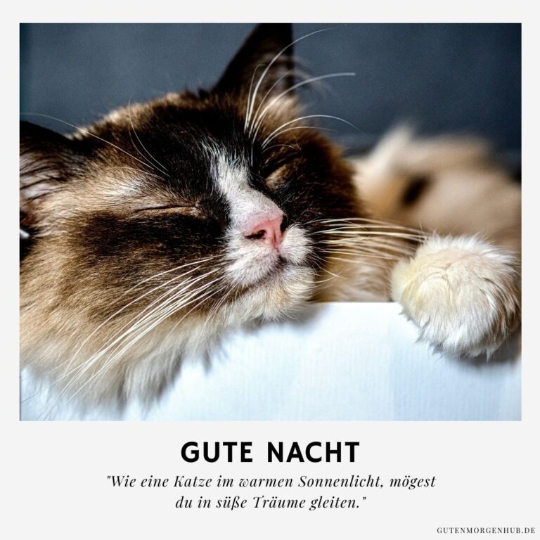75+ Gute Nacht Bilder Katzen Miau sagt 'Träum süß'!