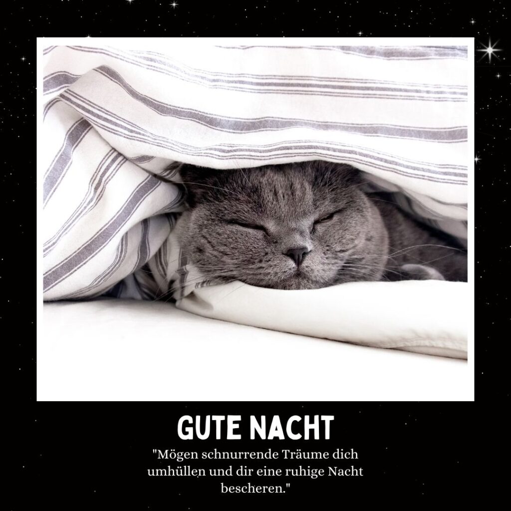 75+ Gute Nacht Bilder Katzen Miau sagt 