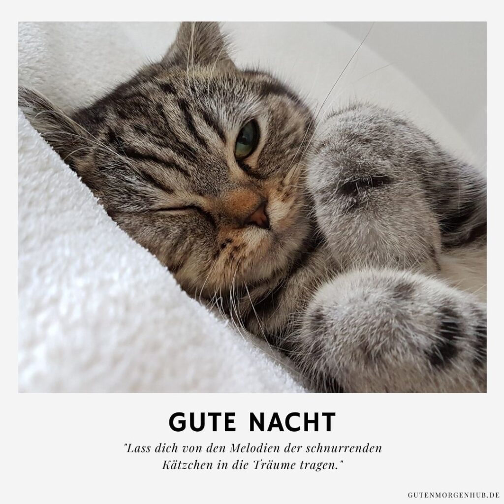 75+ Gute Nacht Bilder Katzen Miau sagt 