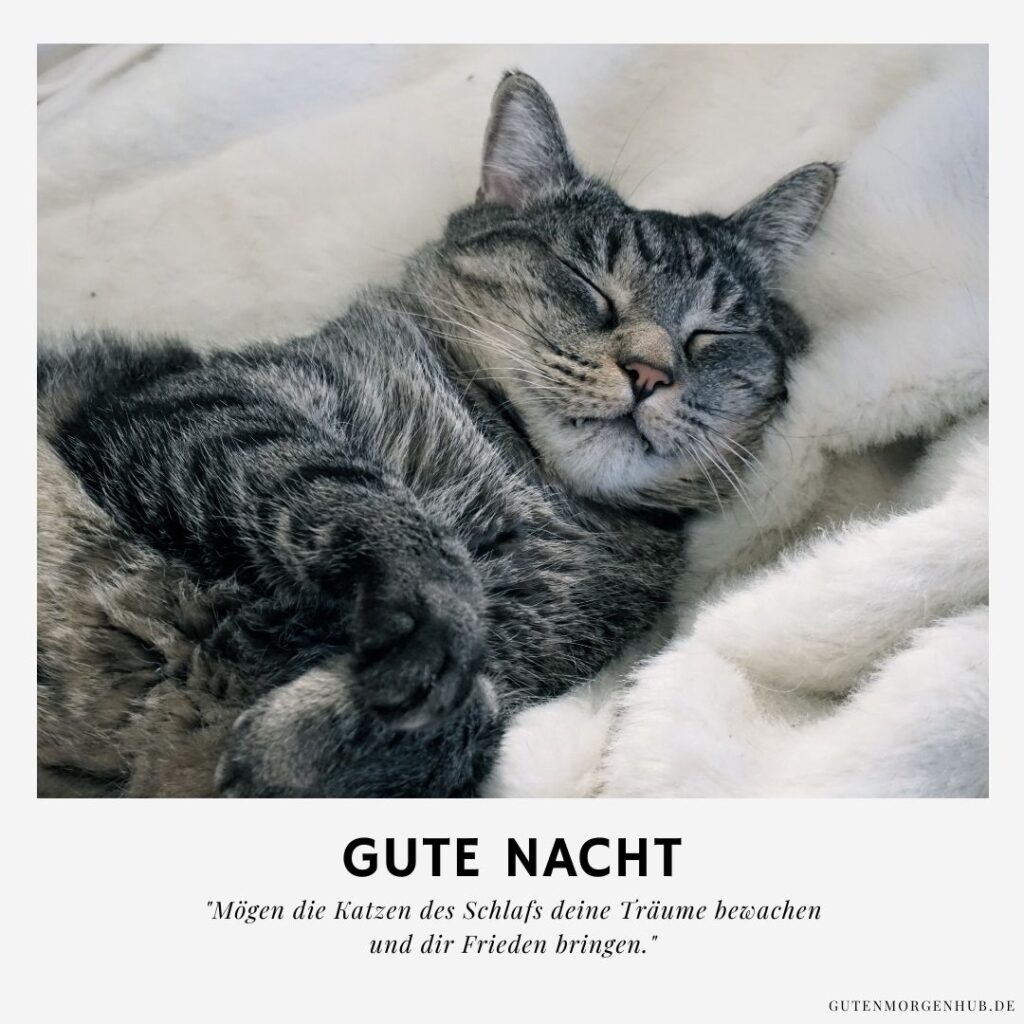 75+ Gute Nacht Bilder Katzen Miau sagt 