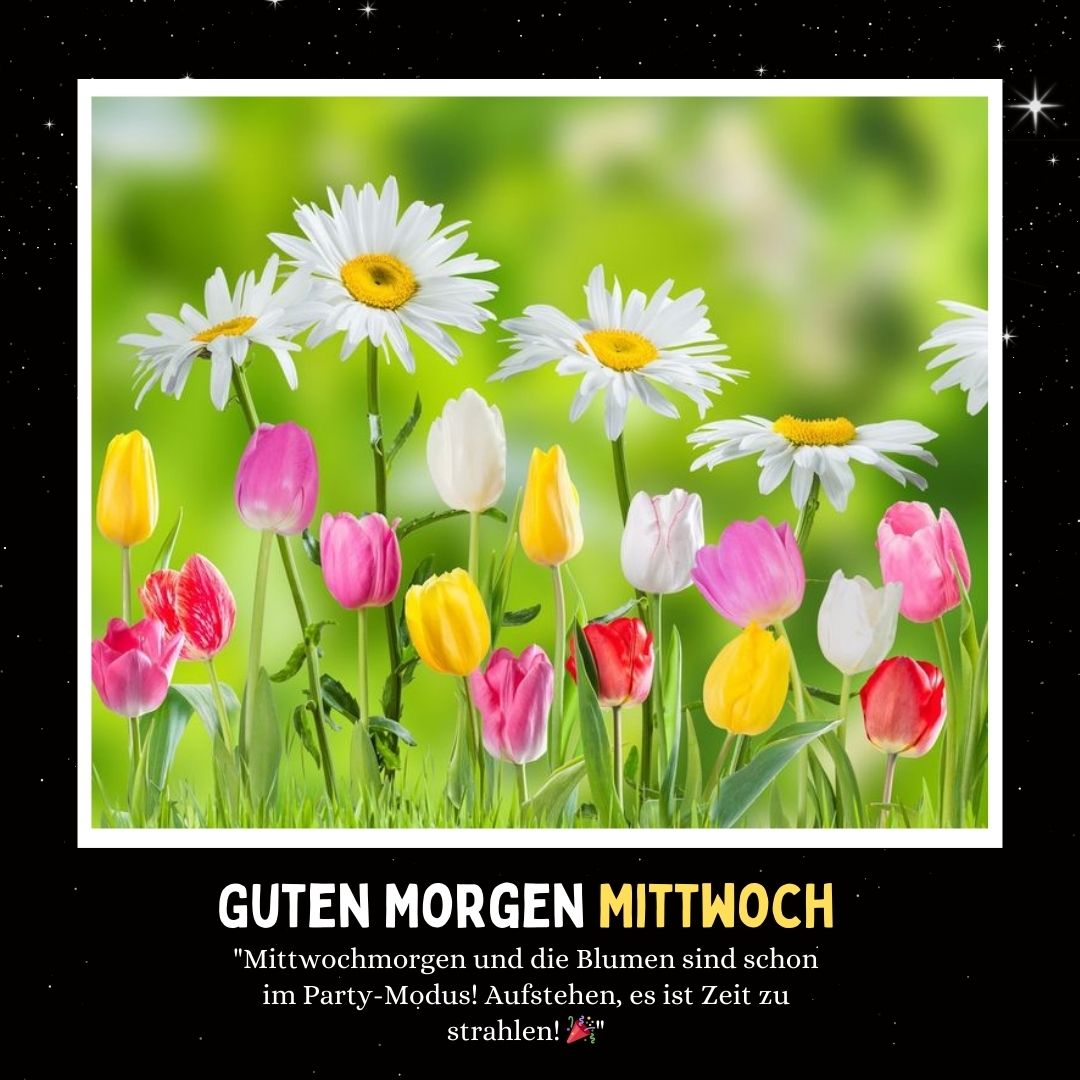 Guten Morgen Mittwoch Blumen: 100+ Bezaubernde Grüße 3 Guten Morgen Mittwoch Blumen