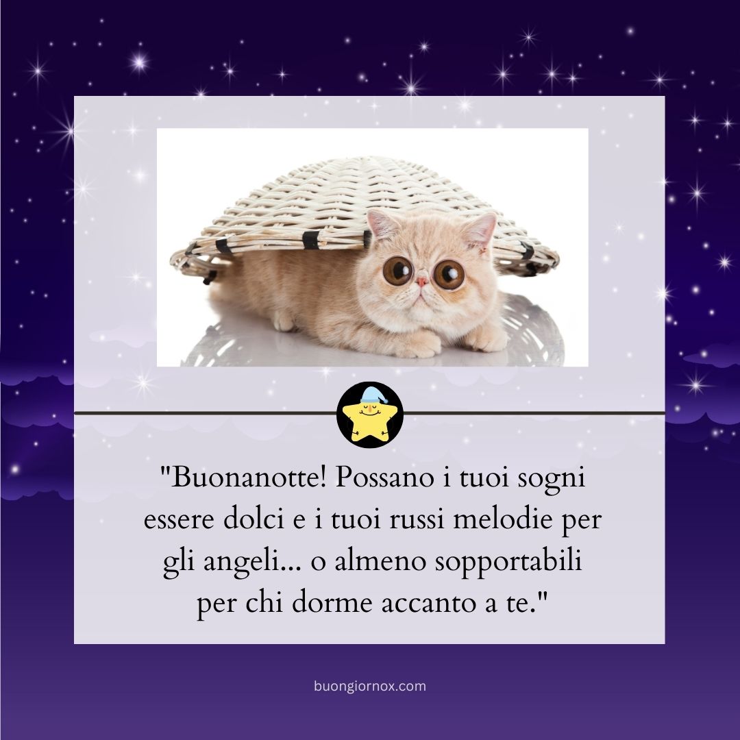 immagini buonanotte divertenti con gatti