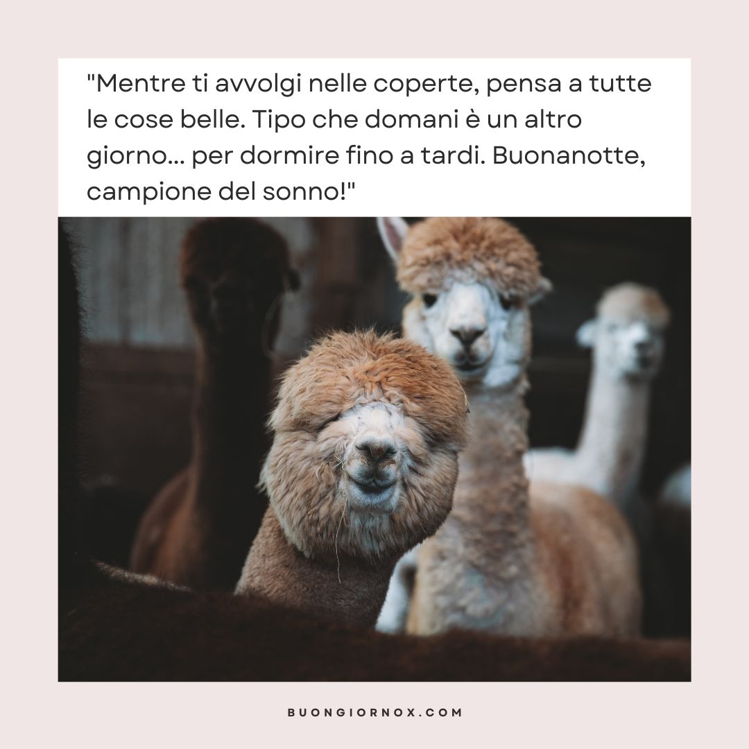 immagini buonanotte divertenti da scaricare gratis
