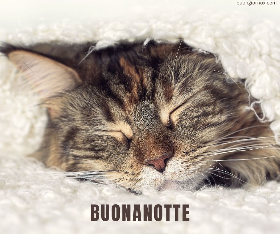 immagini di buonanotte originali