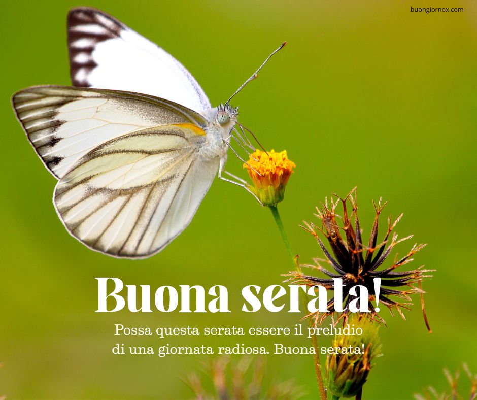 whatsapp buona serata immagini
