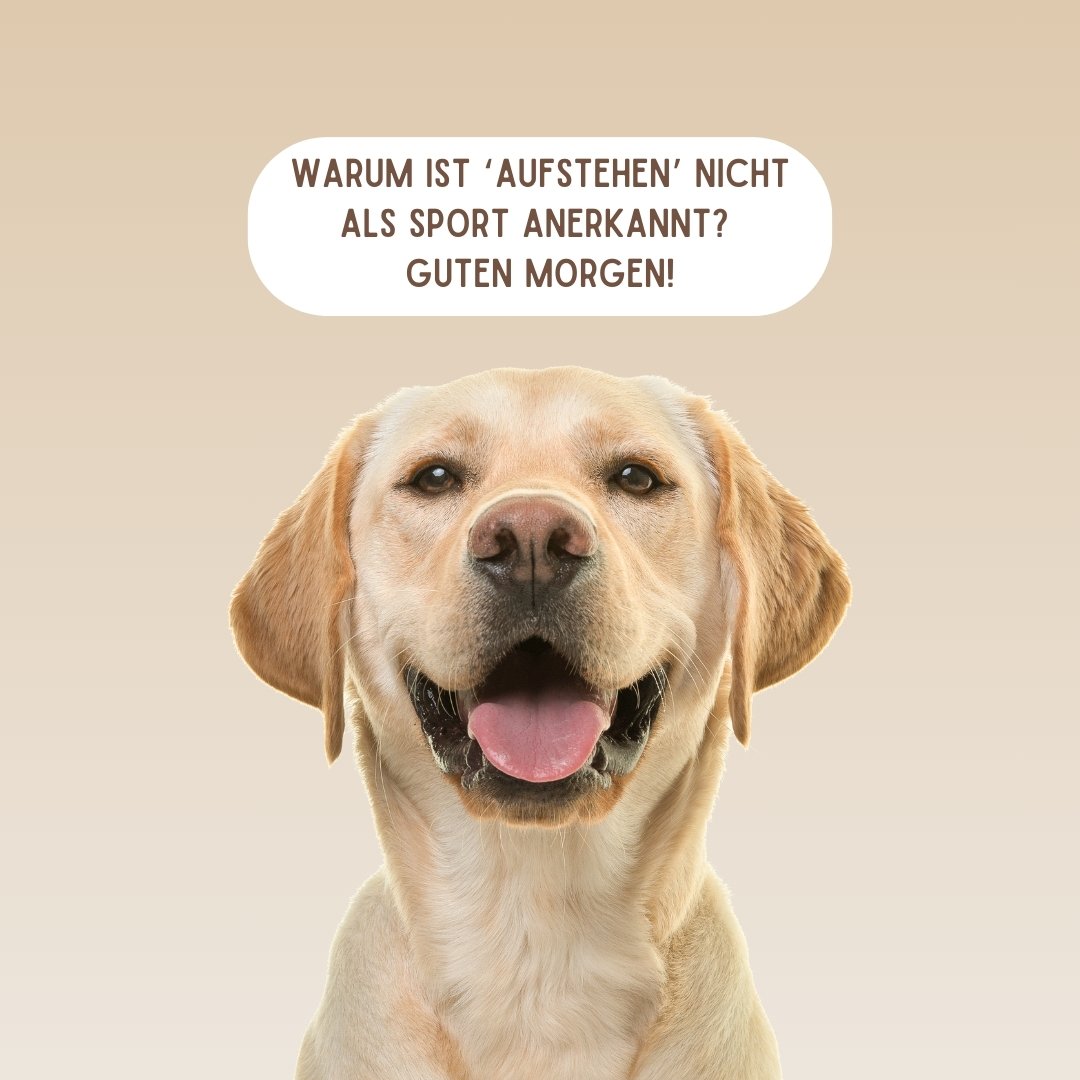 100+ Guten Lustig Heitere Sprüche und Bilder