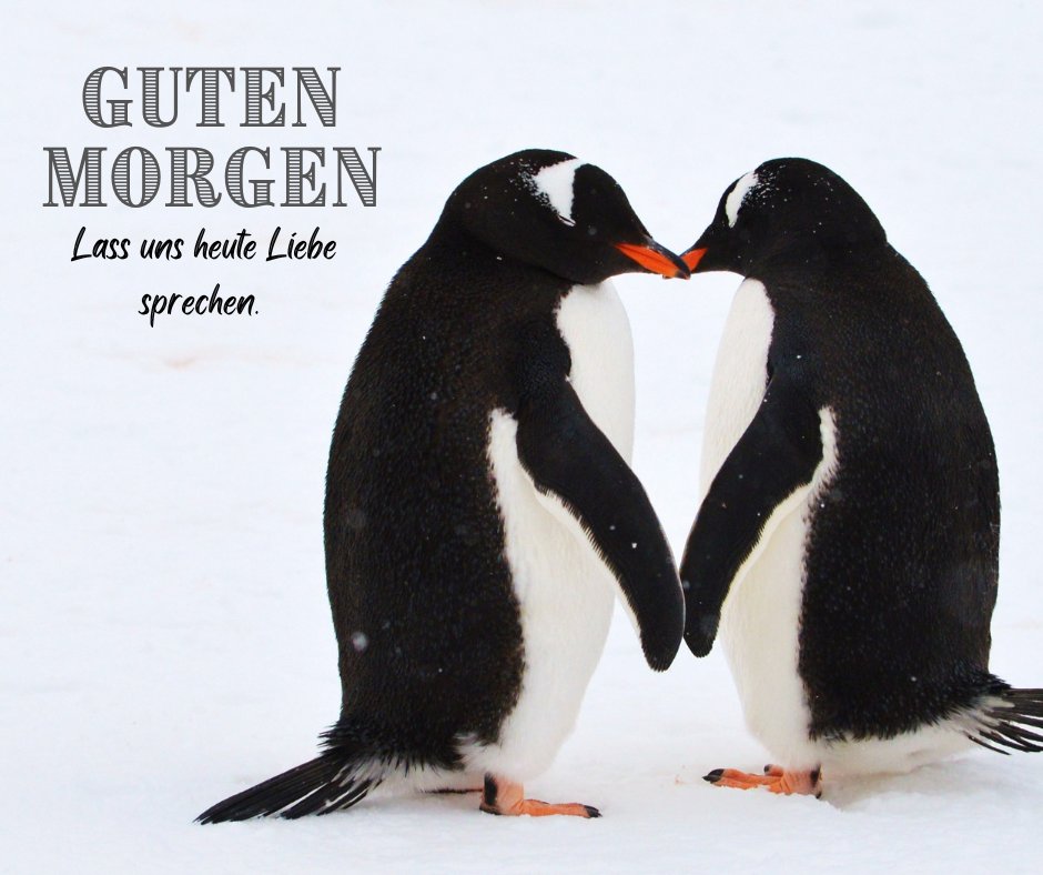 100+ Guten Mein Schatz Bilder und Sprüche
