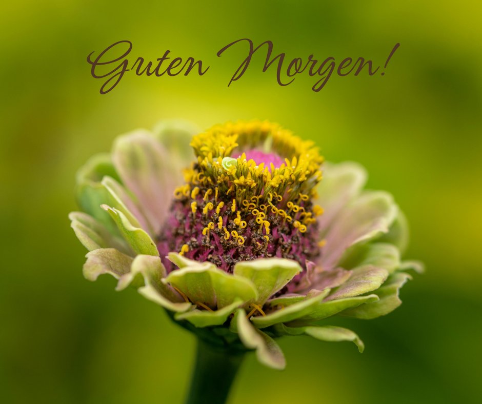 50+ Guten Bilder Blumen Kunstwerke der Natur