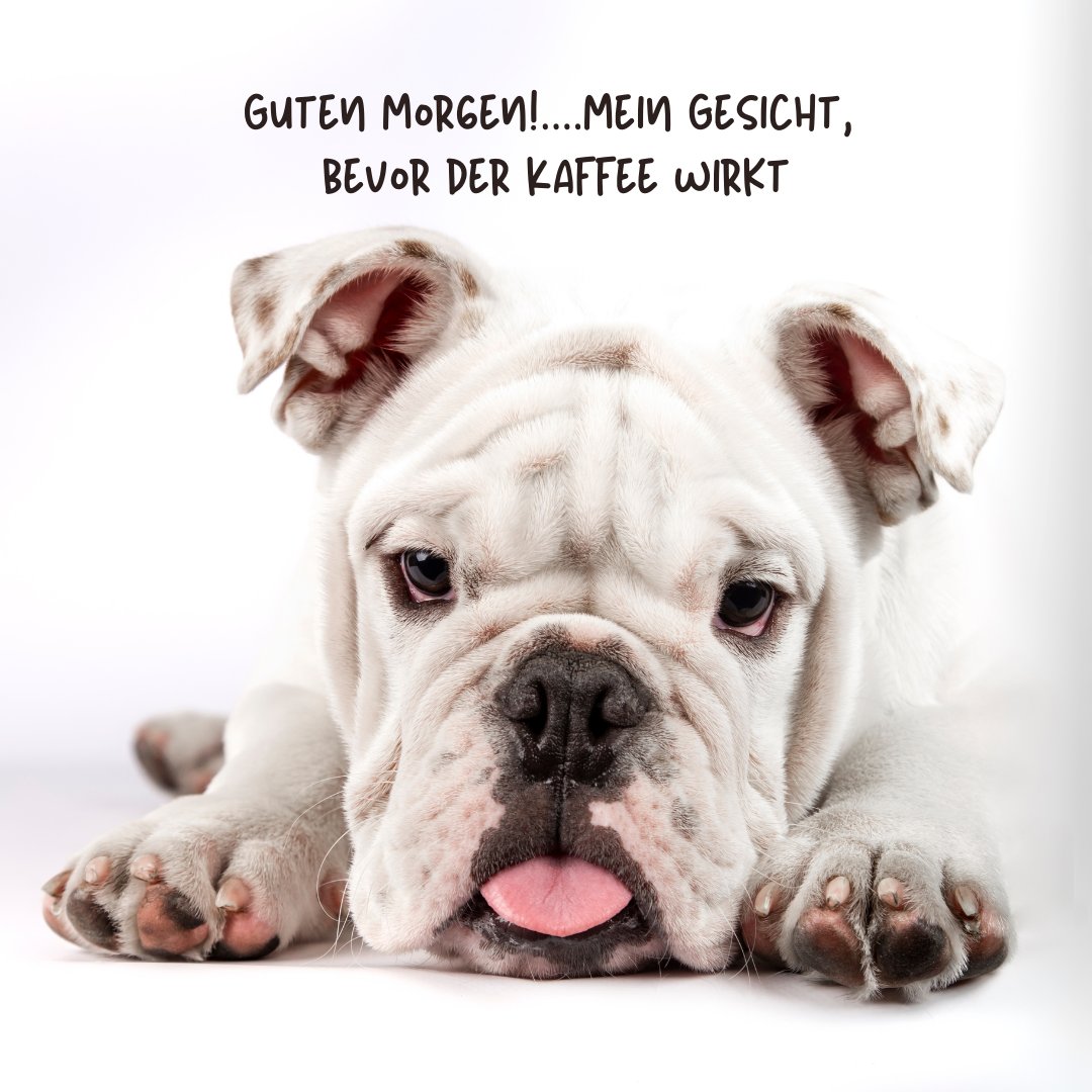 50+ Guten Hund Lustig Lustige Hundebilder