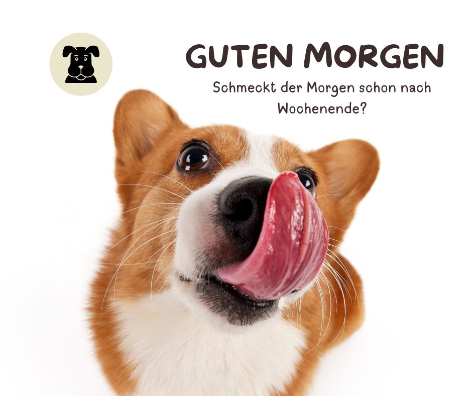 50+ Guten Hund Lustig Lustige Hundebilder