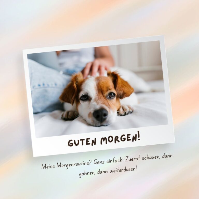 50+ Guten Hund Lustig Lustige Hundebilder