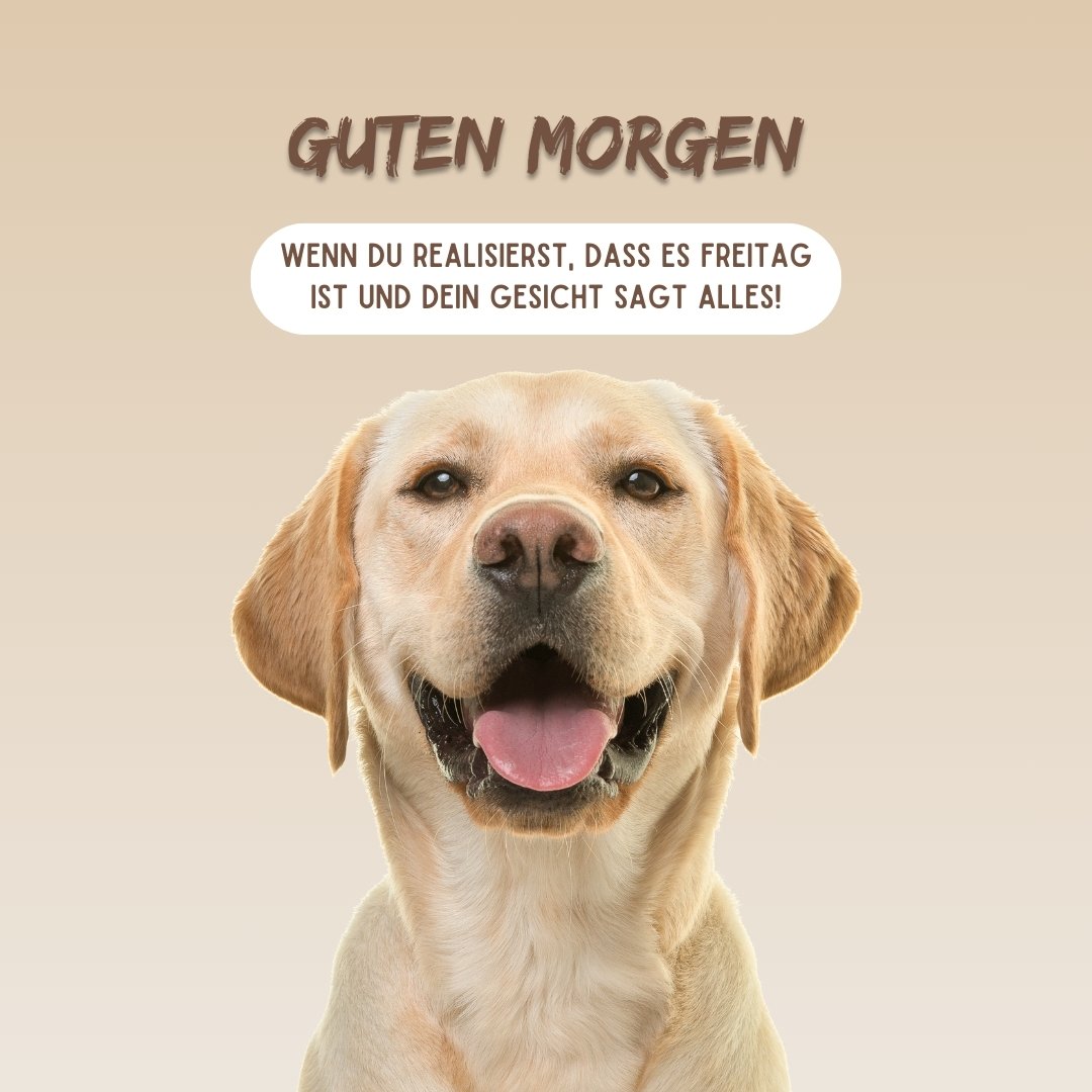 50+ Guten Hund Lustig Lustige Hundebilder