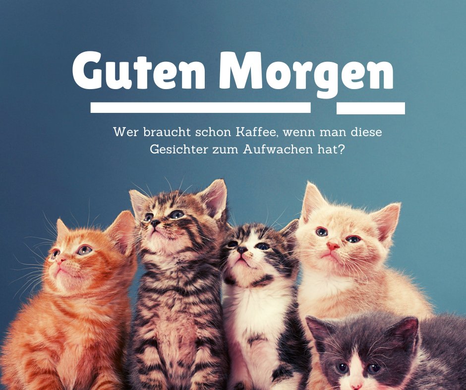 60+ Guten Katze Bilder Aufwachen mit Miau