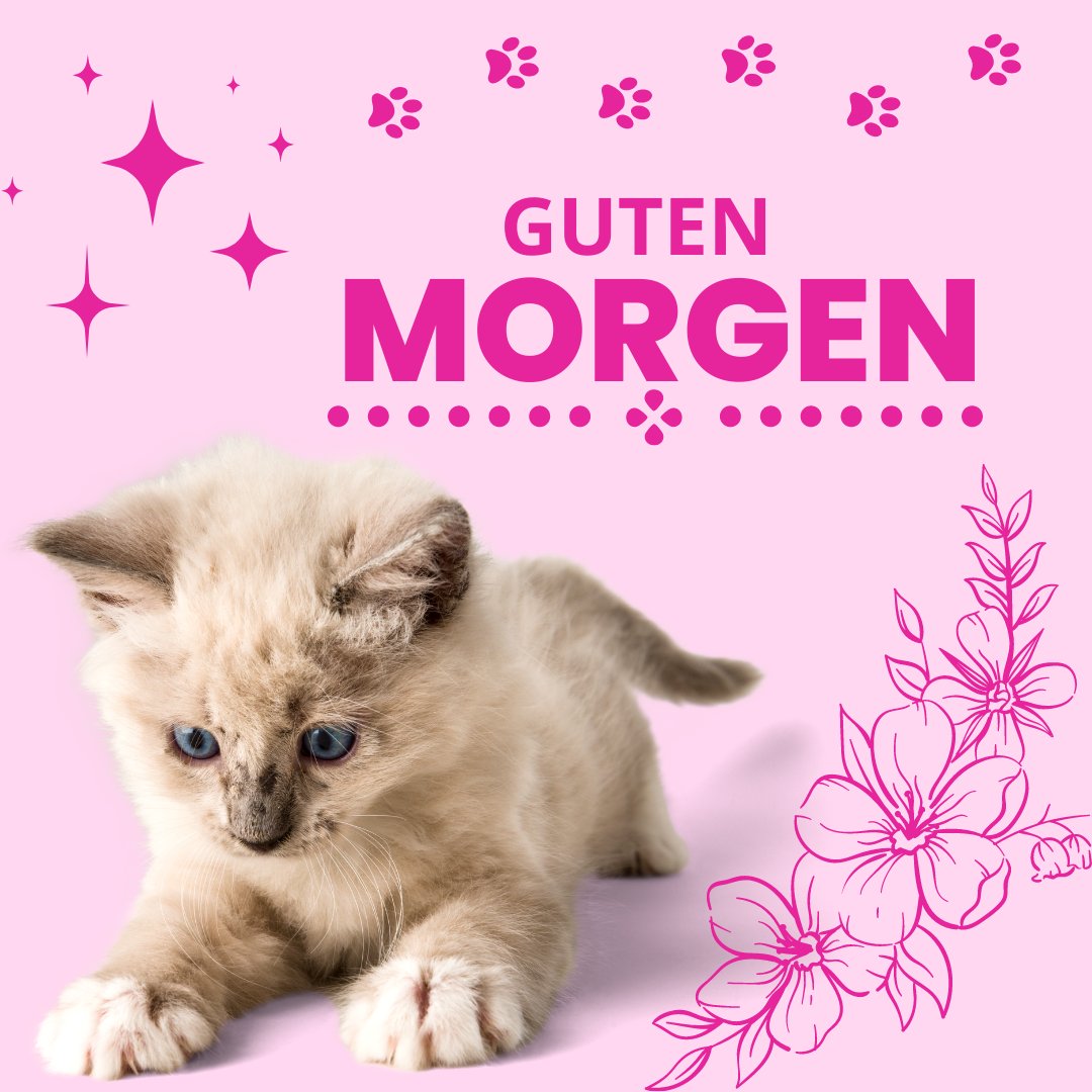 60+ Guten Katze Bilder Aufwachen mit Miau