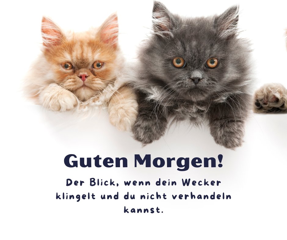 60+ Guten Katze Bilder Aufwachen mit Miau