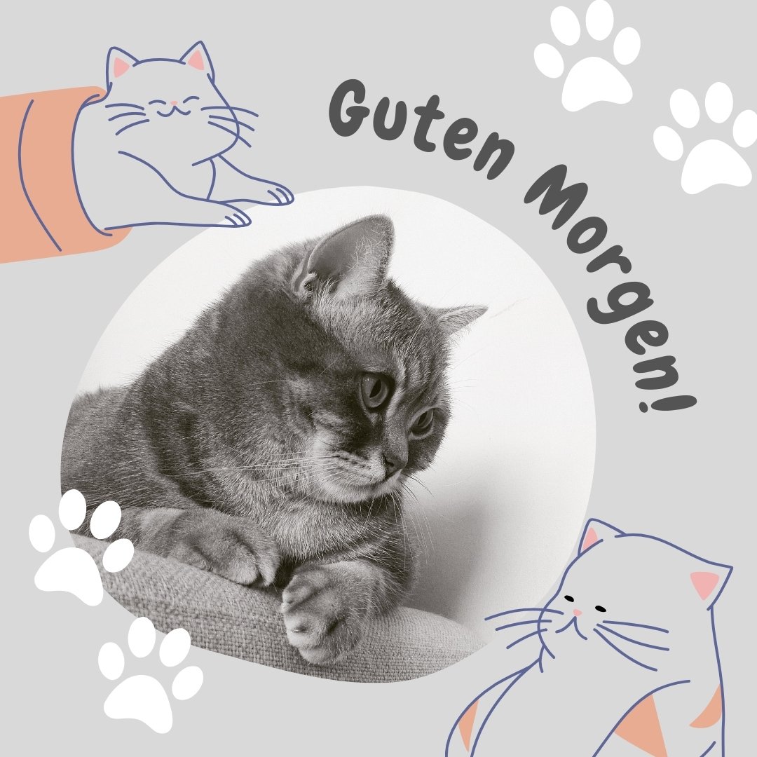 60+ Guten Katze Bilder Aufwachen mit Miau