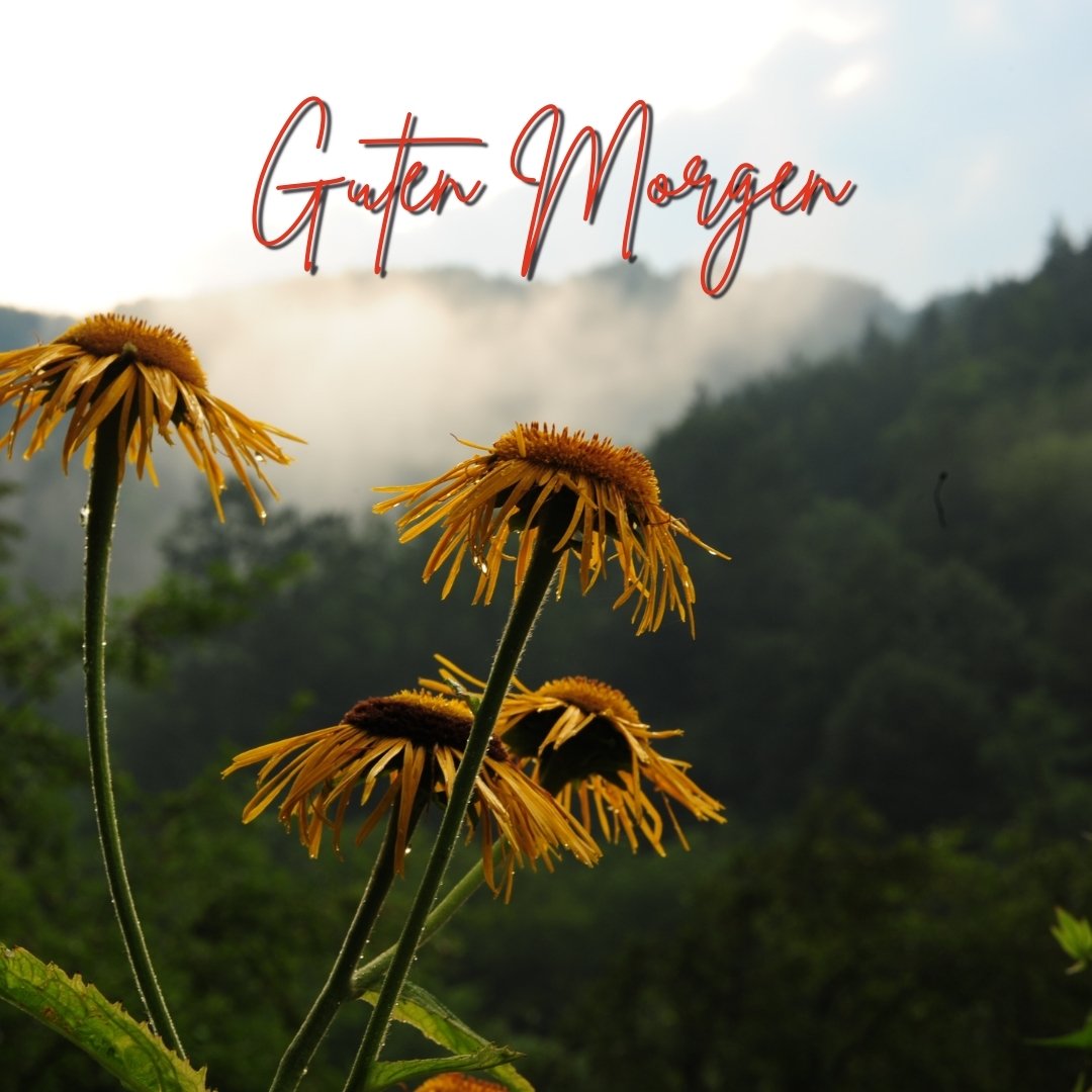 100+ Guten Regen Bildern, Sprüchen und Grüßen
