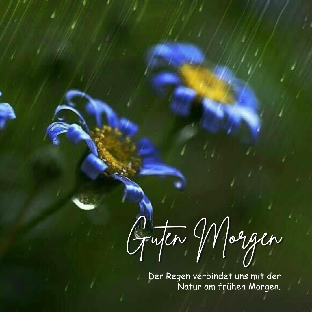 100+ Guten Regen Bildern, Sprüchen und Grüßen