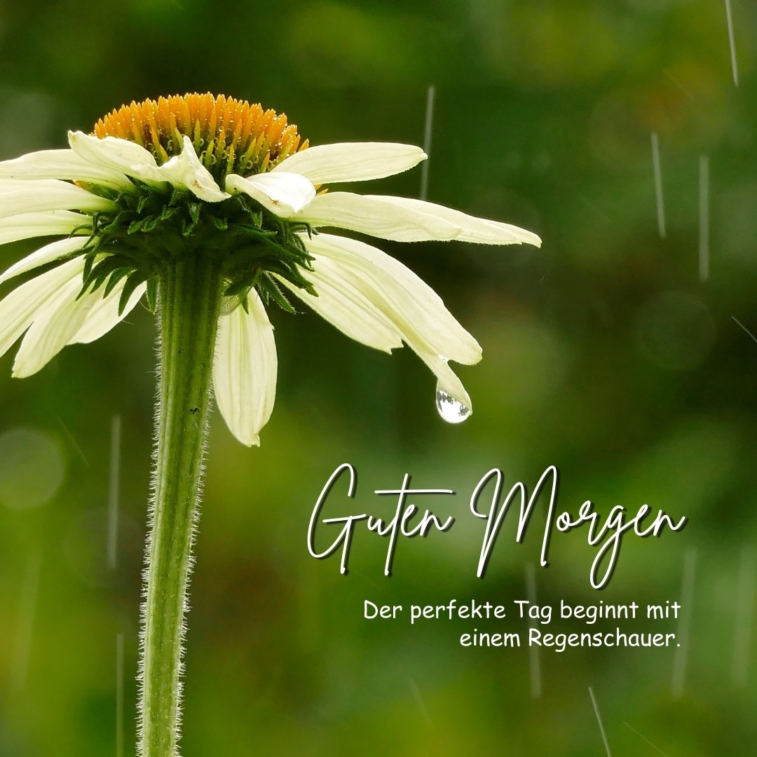 100+ Guten Regen Bildern, Sprüchen und Grüßen