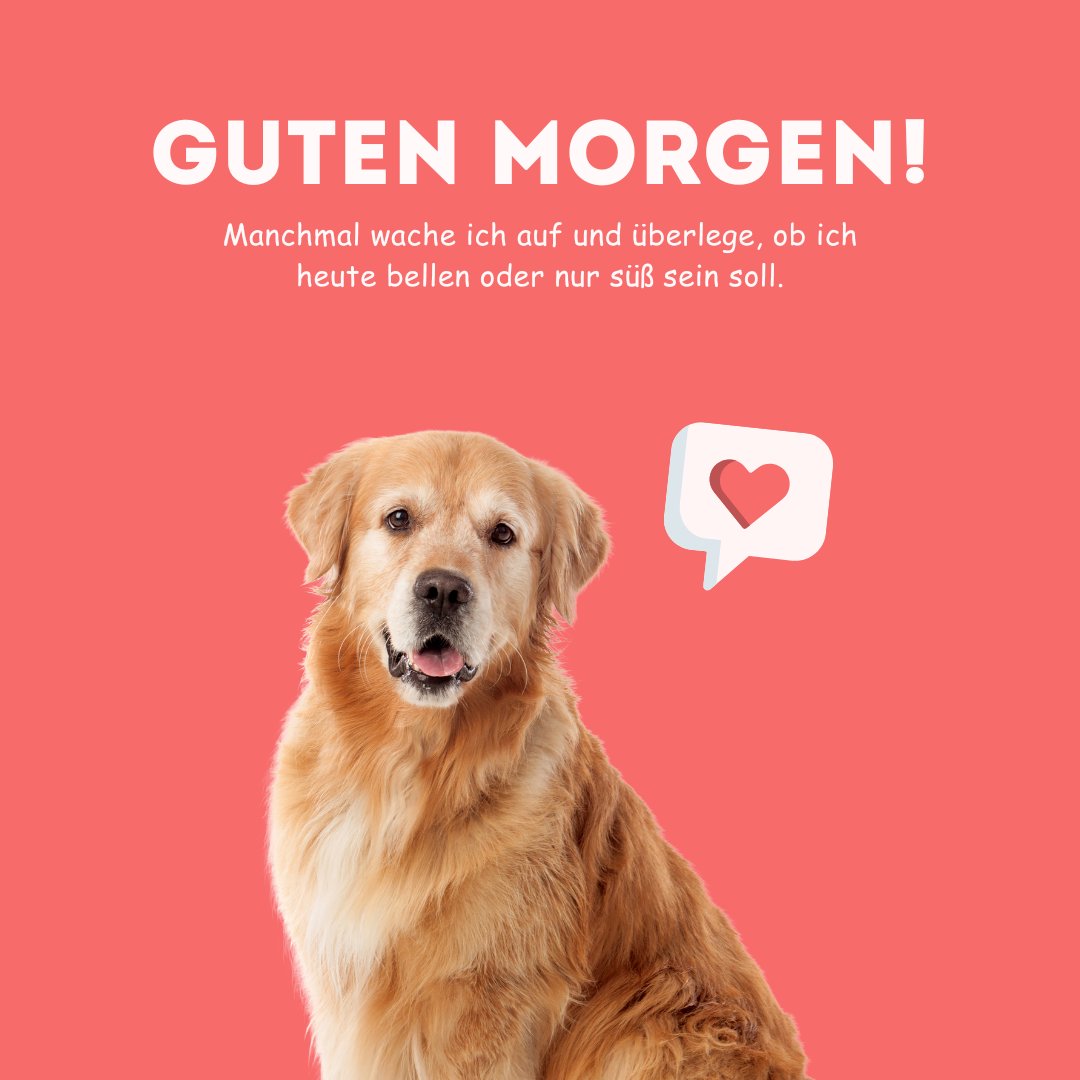 50+ Guten Hund Lustig Lustige Hundebilder