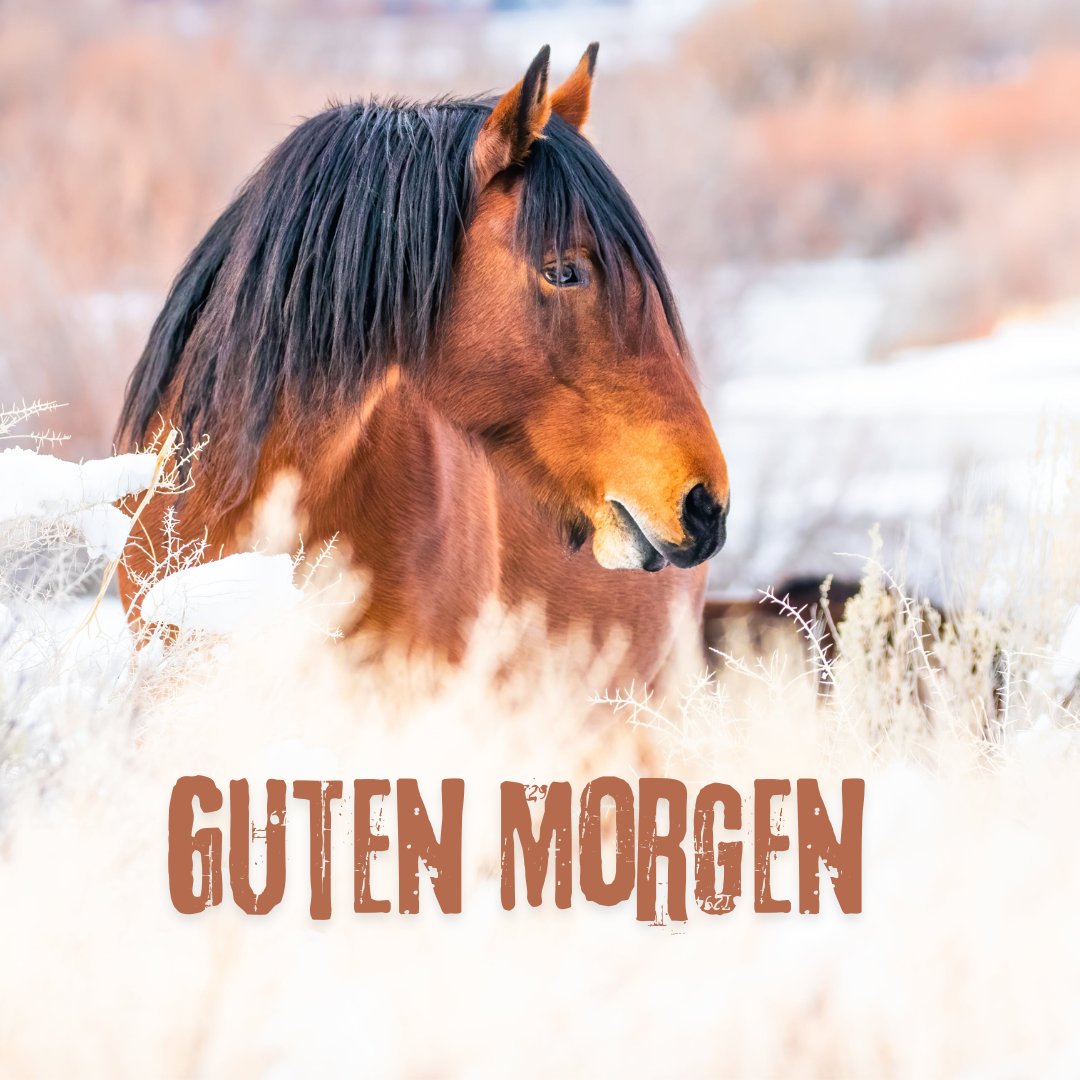 50+ Tiere Niedliche Guten Bilder Süße Startbilder